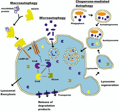 Current Evidence for a Bidirectional Loop Between the Lysosome and Alpha-Synuclein Proteoforms